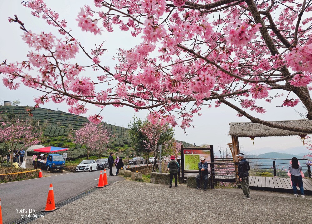 嘉義阿里山櫻花|櫻之道步道|石棹步道群~賞昭和櫻景點推薦 - yuki.tw