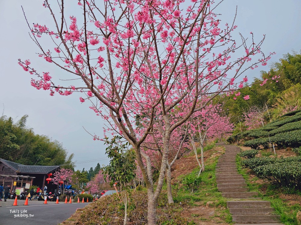 嘉義阿里山櫻花|櫻之道步道|石棹步道群~賞昭和櫻景點推薦 - yuki.tw