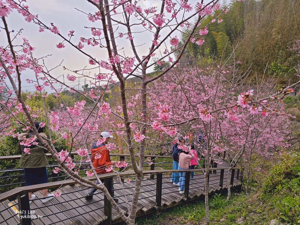 嘉義阿里山櫻花|櫻之道步道|石棹步道群~賞昭和櫻景點推薦 - yuki.tw