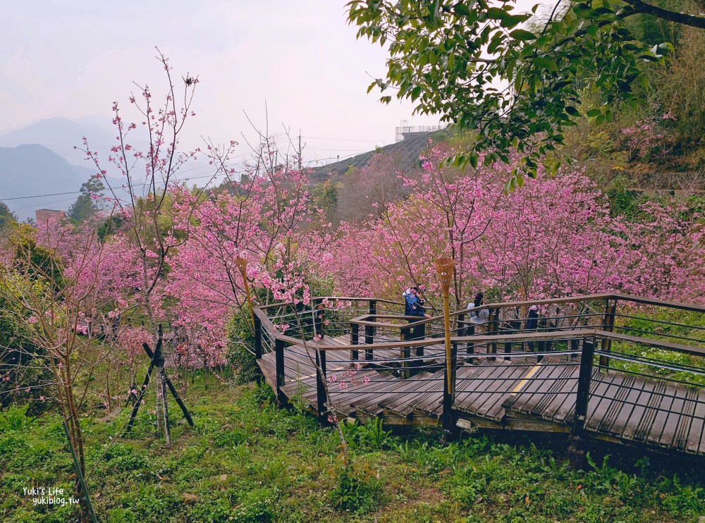 嘉義阿里山櫻花|櫻之道步道|石棹步道群~賞昭和櫻景點推薦 - yuki.tw