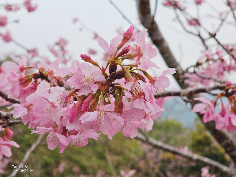 嘉義阿里山櫻花|櫻之道步道|石棹步道群~賞昭和櫻景點推薦 - yuki.tw