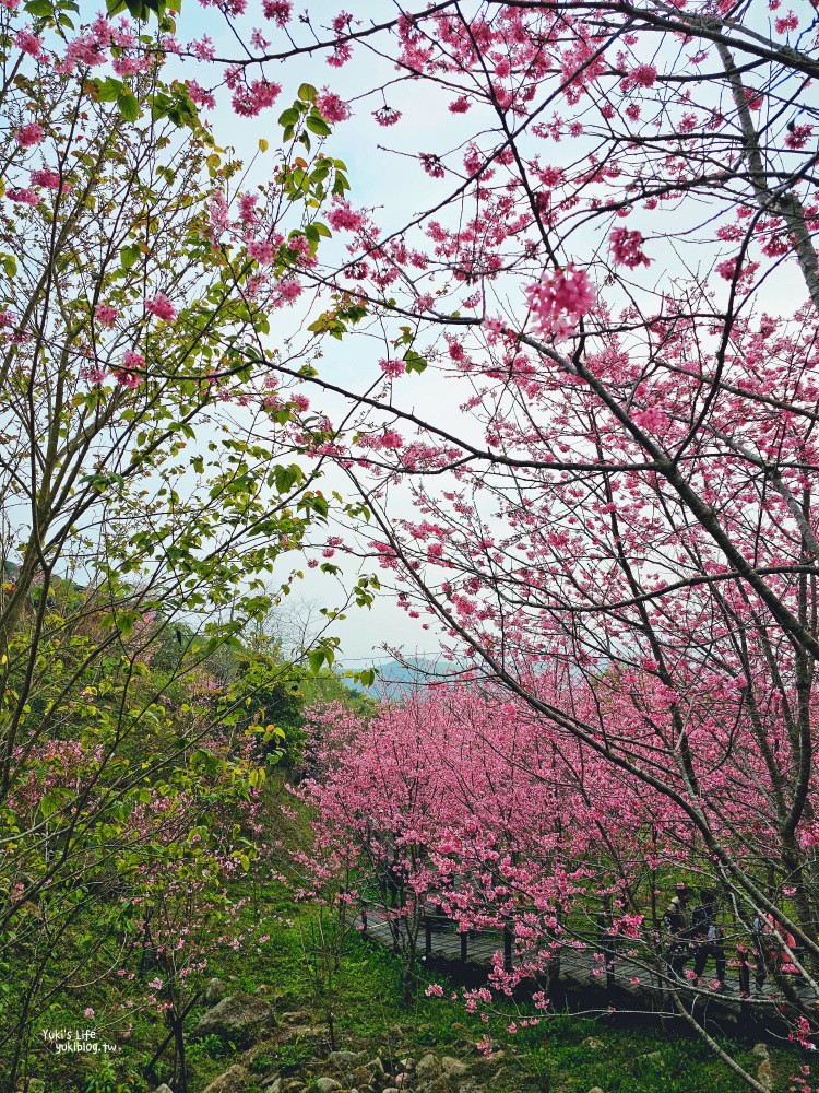 嘉義阿里山櫻花|櫻之道步道|石棹步道群~賞昭和櫻景點推薦 - yuki.tw