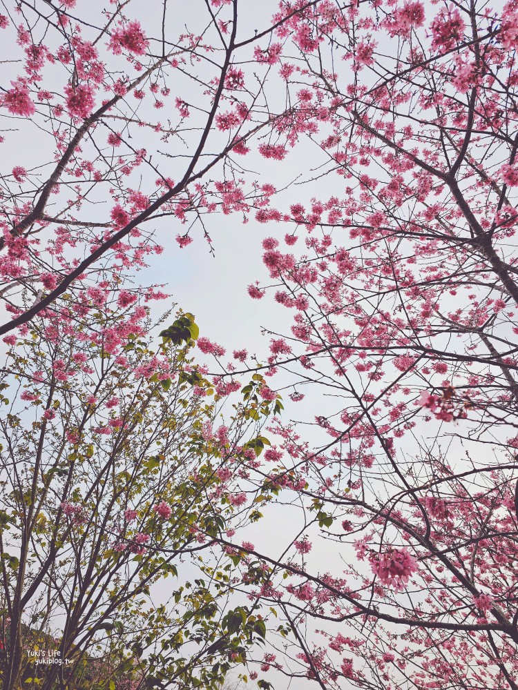 嘉義阿里山櫻花|櫻之道步道|石棹步道群~賞昭和櫻景點推薦 - yuki.tw