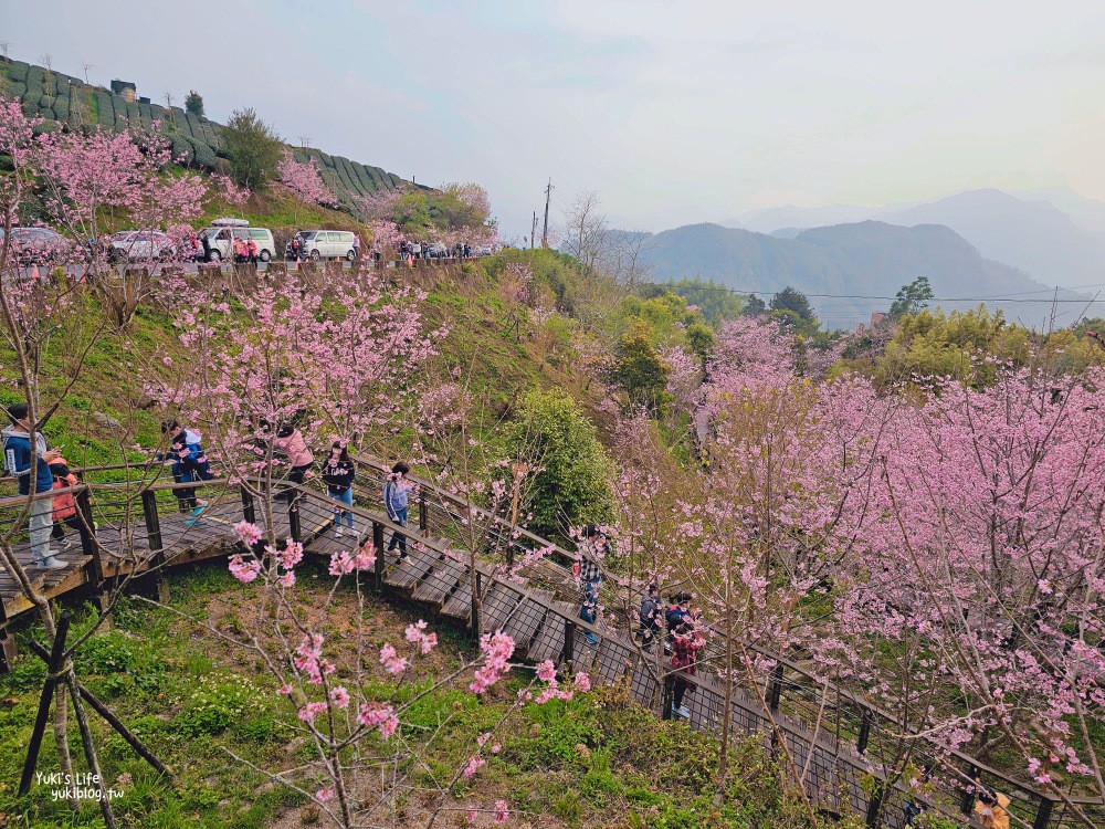 嘉義阿里山櫻花|櫻之道步道|石棹步道群~賞昭和櫻景點推薦 - yuki.tw