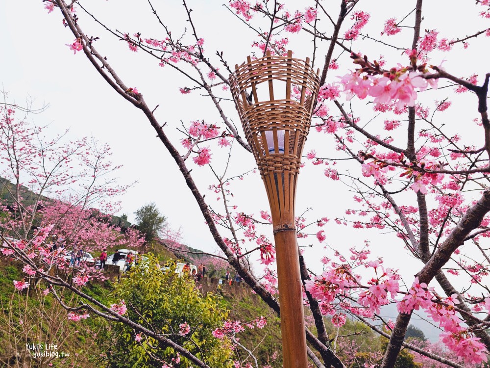 嘉義阿里山櫻花|櫻之道步道|石棹步道群~賞昭和櫻景點推薦 - yuki.tw