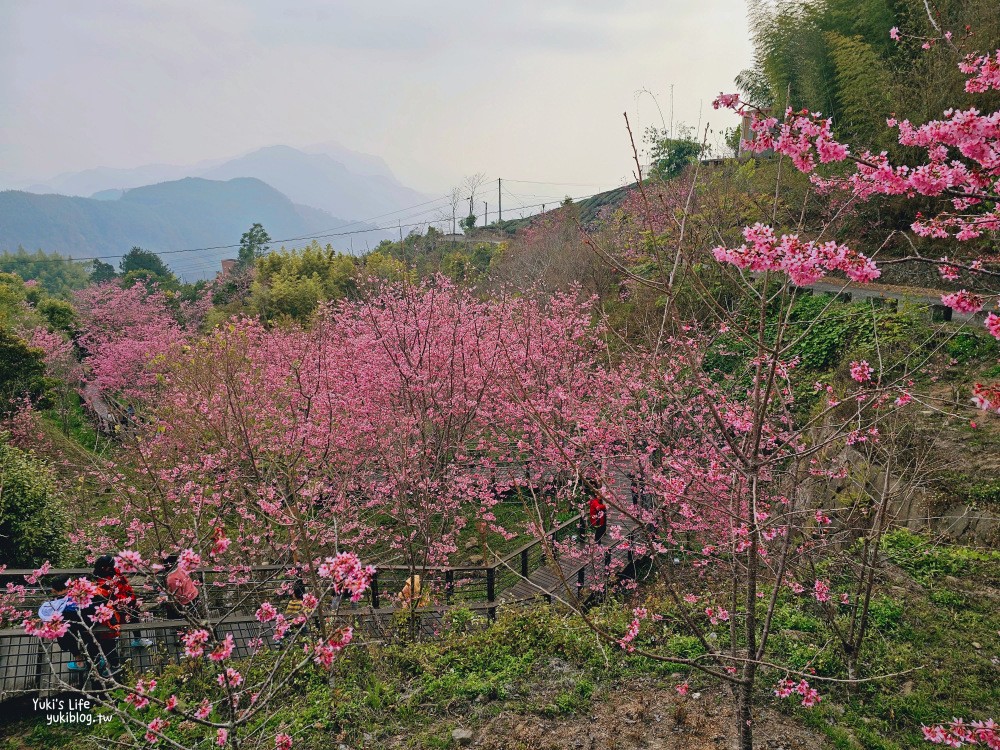 嘉義阿里山櫻花|櫻之道步道|石棹步道群~賞昭和櫻景點推薦 - yuki.tw