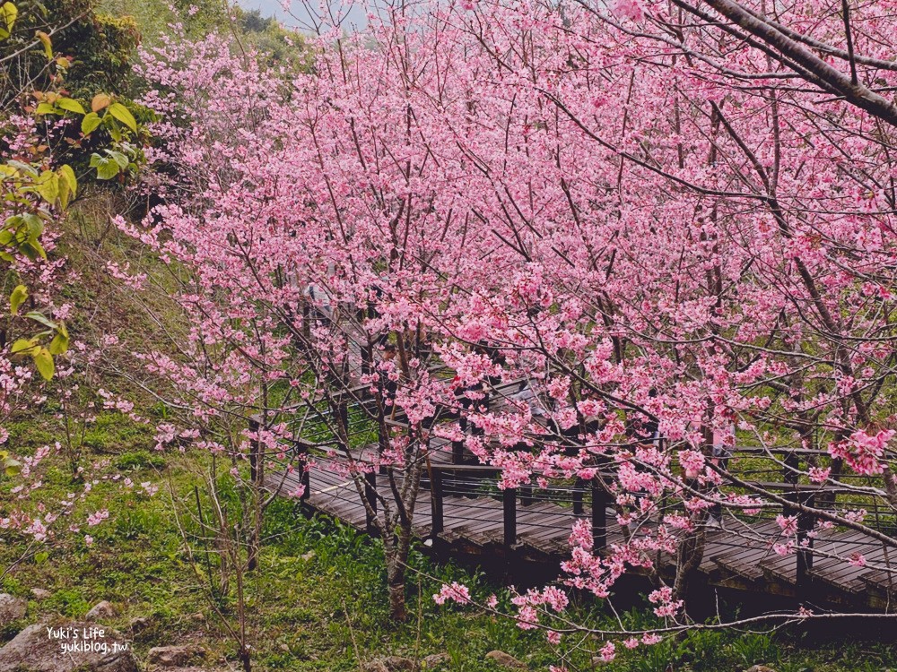 嘉義阿里山櫻花|櫻之道步道|石棹步道群~賞昭和櫻景點推薦 - yuki.tw