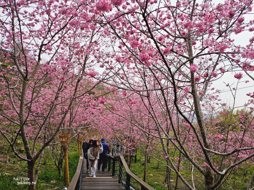 嘉義阿里山櫻花|櫻之道步道|石棹步道群~賞昭和櫻景點推薦 - yuki.tw