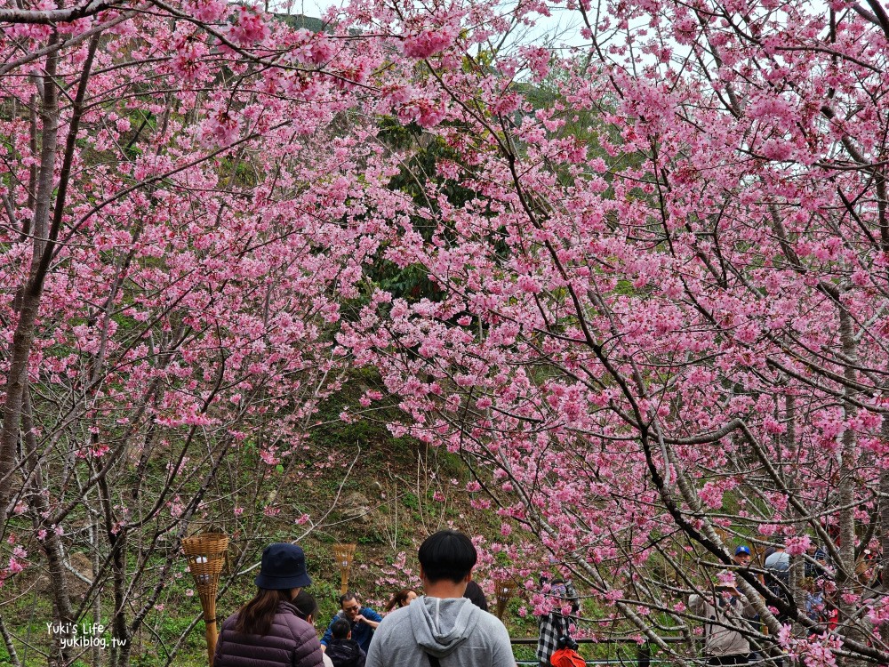 嘉義阿里山櫻花|櫻之道步道|石棹步道群~賞昭和櫻景點推薦 - yuki.tw