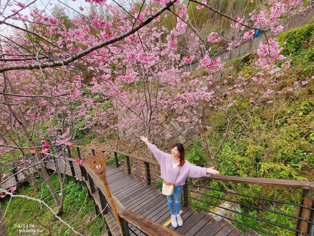 嘉義阿里山櫻花|櫻之道步道|石棹步道群~賞昭和櫻景點推薦 - yuki.tw