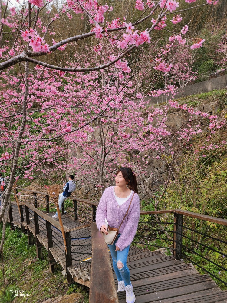 嘉義阿里山櫻花|櫻之道步道|石棹步道群~賞昭和櫻景點推薦 - yuki.tw