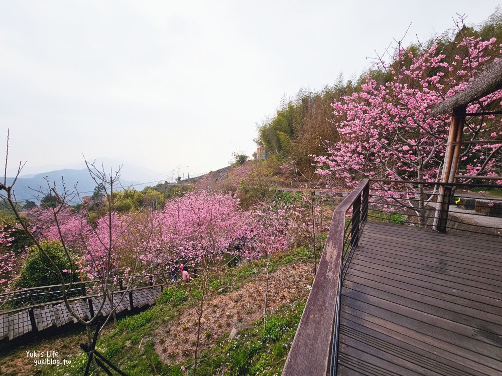 嘉義阿里山櫻花|櫻之道步道|石棹步道群~賞昭和櫻景點推薦 - yuki.tw