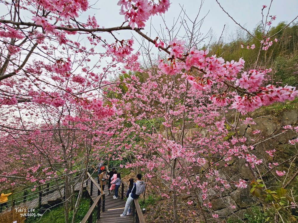 嘉義阿里山櫻花|櫻之道步道|石棹步道群~賞昭和櫻景點推薦 - yuki.tw