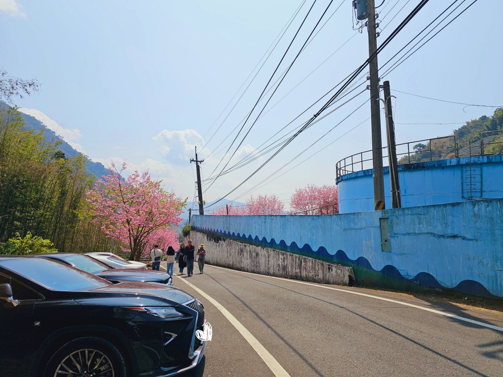 嘉義阿里山櫻花|中興製茶所|免費參觀,茶園與昭和櫻美景 - yuki.tw