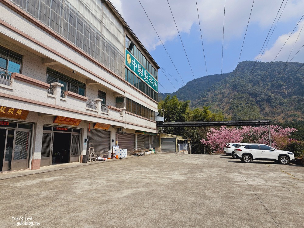 嘉義阿里山櫻花|中興製茶所|免費參觀,茶園與昭和櫻美景 - yuki.tw