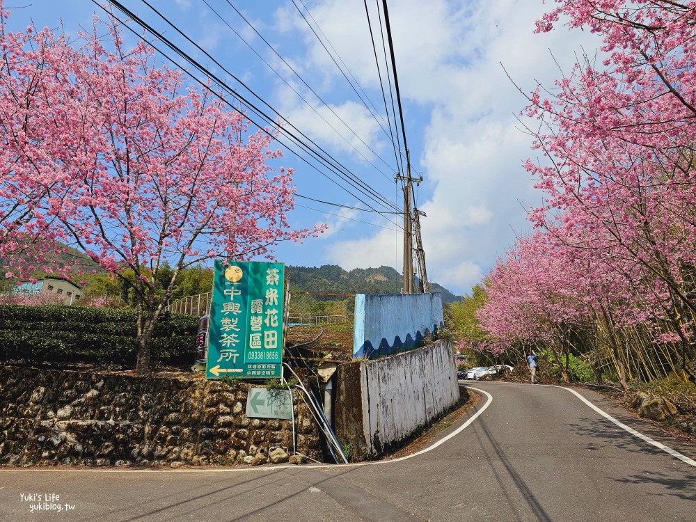 嘉義阿里山櫻花|中興製茶所|免費參觀,茶園與昭和櫻美景 - yuki.tw