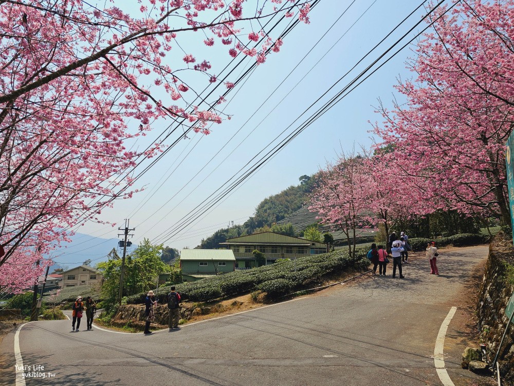 嘉義阿里山櫻花|中興製茶所|免費參觀,茶園與昭和櫻美景 - yuki.tw