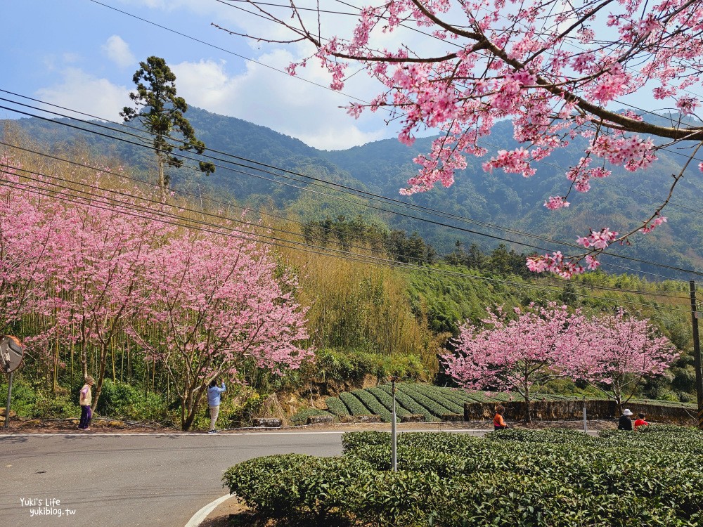 嘉義阿里山櫻花|中興製茶所|免費參觀,茶園與昭和櫻美景 - yuki.tw