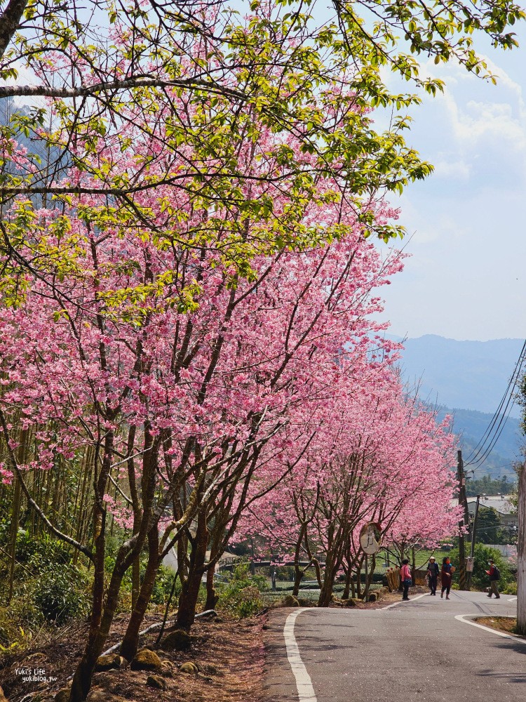 嘉義阿里山櫻花|中興製茶所|免費參觀,茶園與昭和櫻美景 - yuki.tw