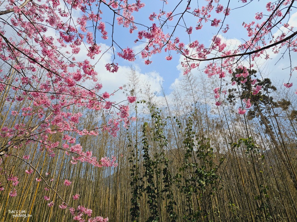 嘉義阿里山櫻花|中興製茶所|免費參觀,茶園與昭和櫻美景 - yuki.tw