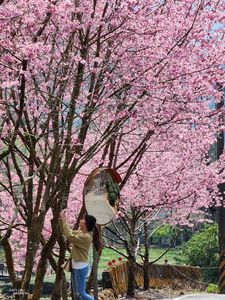 嘉義阿里山櫻花|中興製茶所|免費參觀,茶園與昭和櫻美景 - yuki.tw