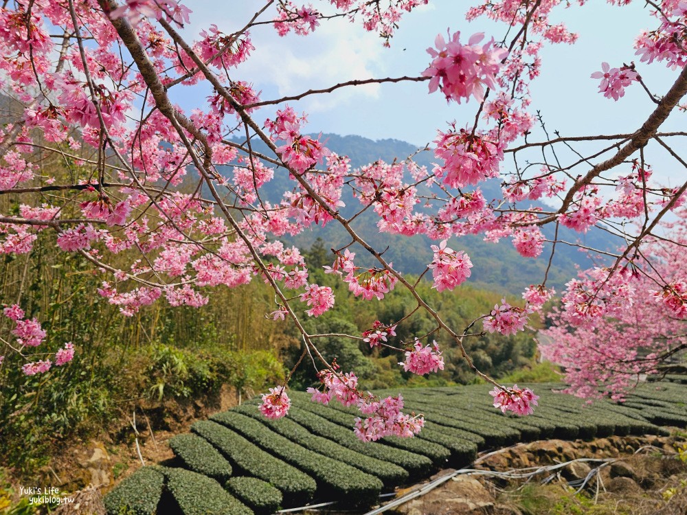 嘉義阿里山櫻花|中興製茶所|免費參觀,茶園與昭和櫻美景 - yuki.tw