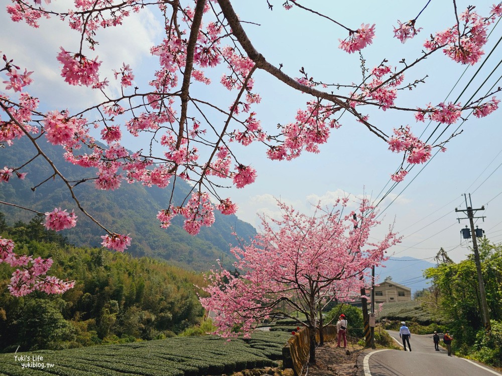 嘉義阿里山櫻花|中興製茶所|免費參觀,茶園與昭和櫻美景 - yuki.tw