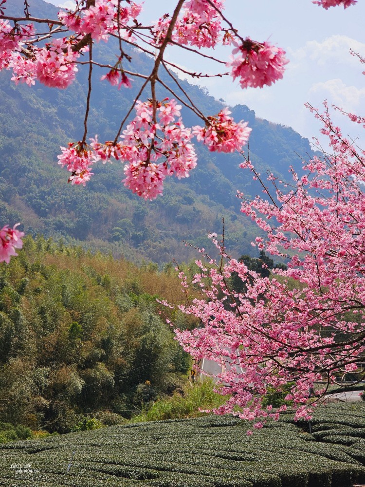 嘉義阿里山櫻花|中興製茶所|免費參觀,茶園與昭和櫻美景 - yuki.tw