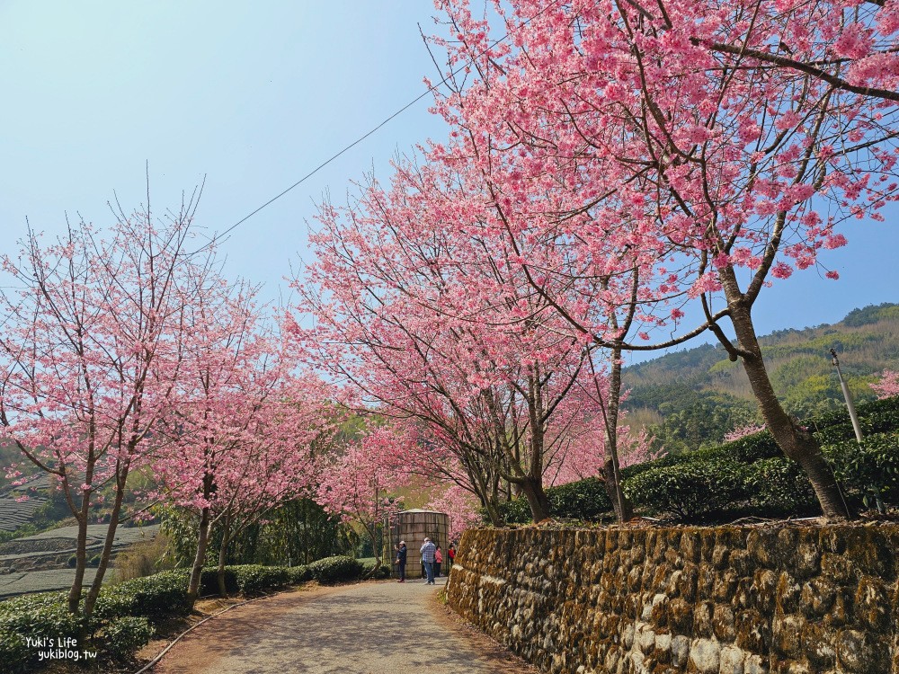 嘉義阿里山櫻花|中興製茶所|免費參觀,茶園與昭和櫻美景 - yuki.tw