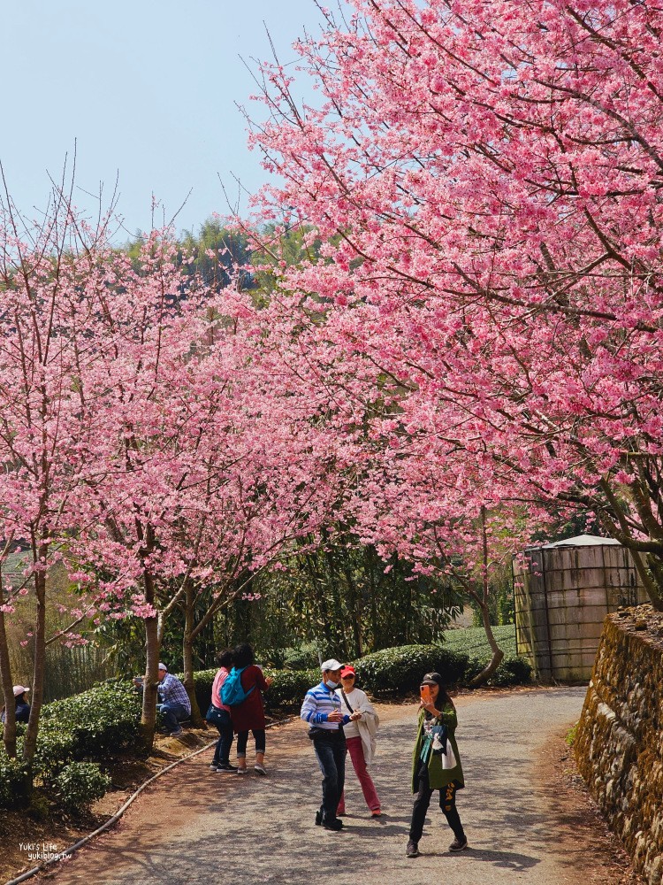 嘉義阿里山櫻花|中興製茶所|免費參觀,茶園與昭和櫻美景 - yuki.tw