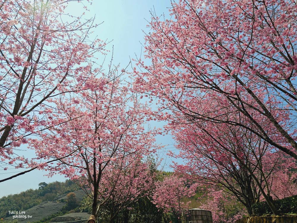 嘉義阿里山櫻花|中興製茶所|免費參觀,茶園與昭和櫻美景 - yuki.tw