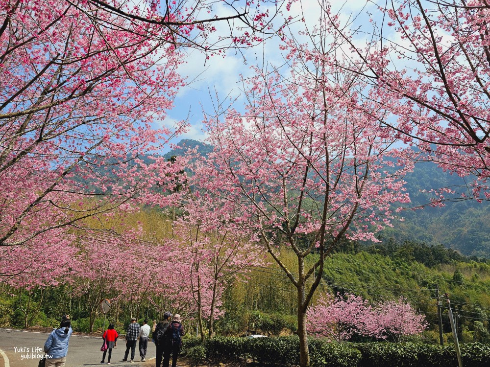 嘉義阿里山櫻花|中興製茶所|免費參觀,茶園與昭和櫻美景 - yuki.tw