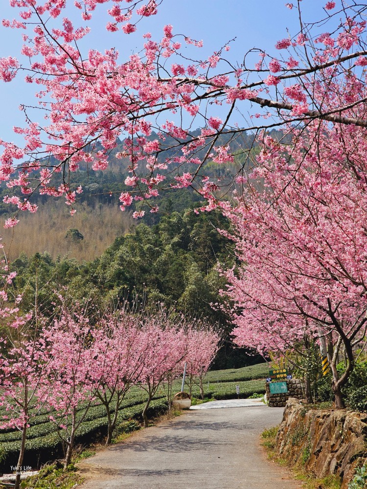 嘉義阿里山櫻花|中興製茶所|免費參觀,茶園與昭和櫻美景 - yuki.tw