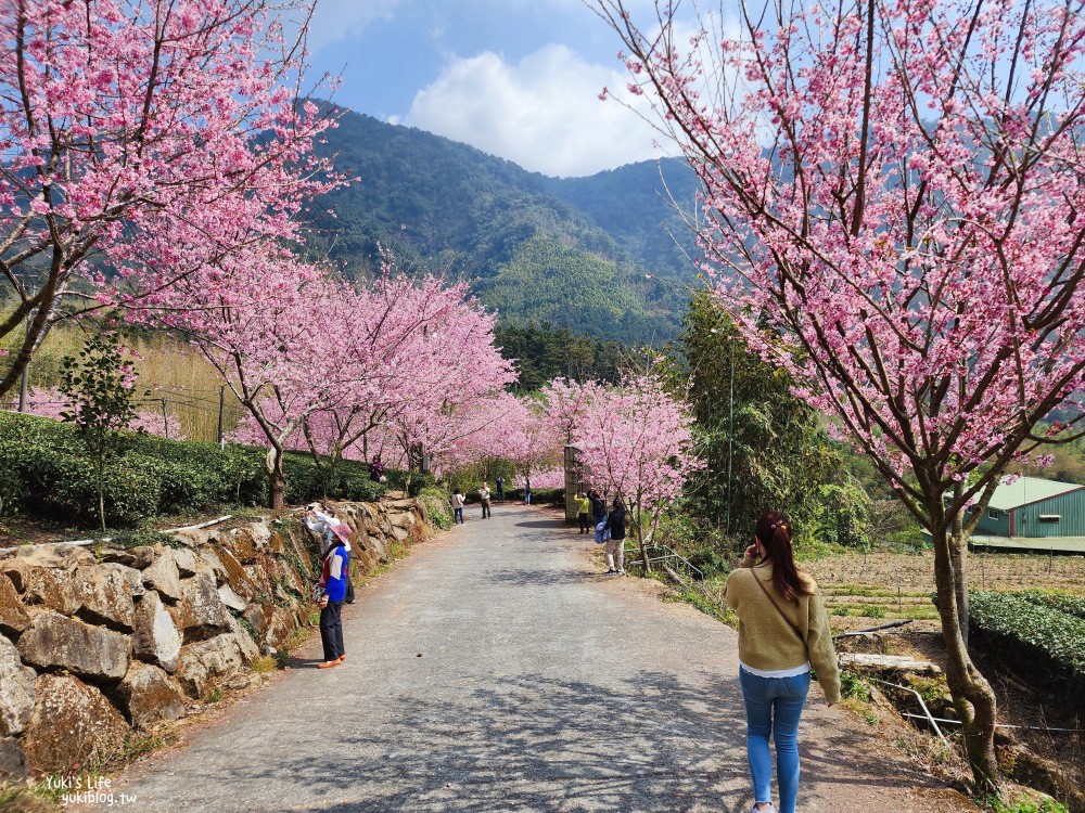 嘉義阿里山櫻花|中興製茶所|免費參觀,茶園與昭和櫻美景 - yuki.tw