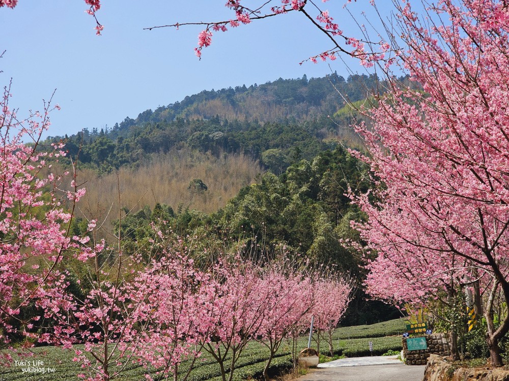 嘉義阿里山櫻花|中興製茶所|免費參觀,茶園與昭和櫻美景 - yuki.tw