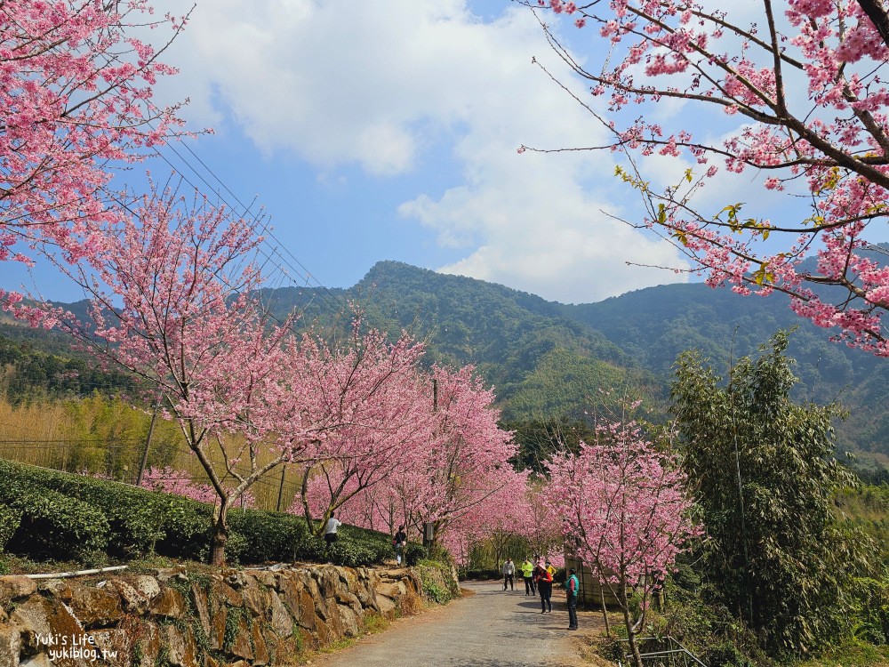 嘉義阿里山櫻花|中興製茶所|免費參觀,茶園與昭和櫻美景 - yuki.tw