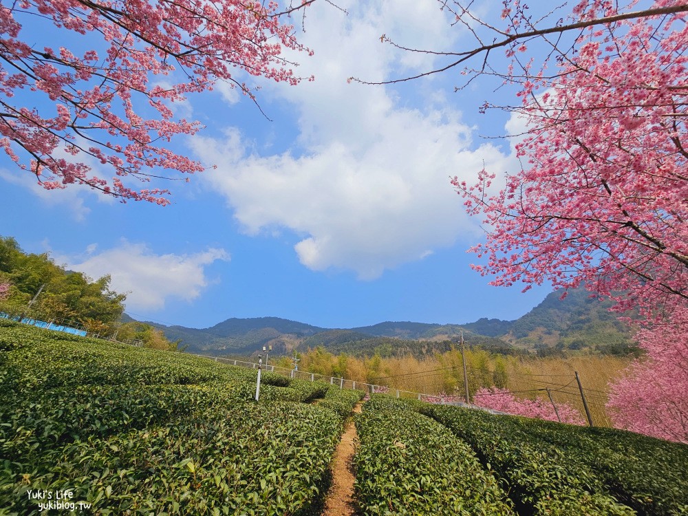 嘉義阿里山櫻花|中興製茶所|免費參觀,茶園與昭和櫻美景 - yuki.tw