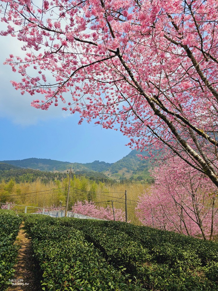 嘉義阿里山櫻花|中興製茶所|免費參觀,茶園與昭和櫻美景 - yuki.tw