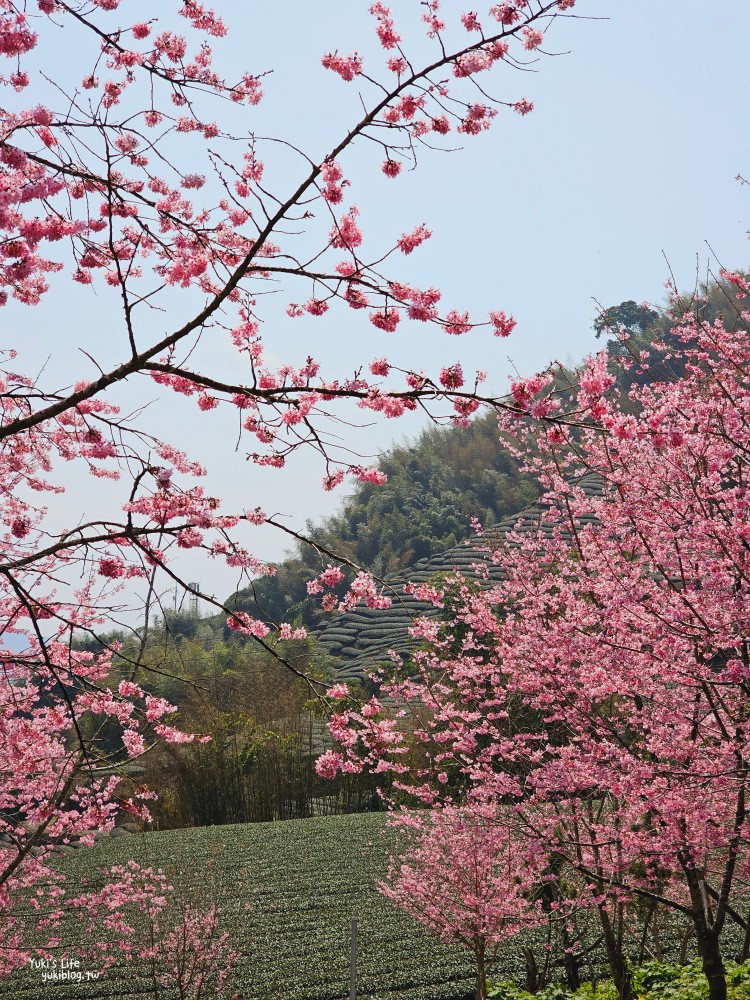 嘉義阿里山櫻花|中興製茶所|免費參觀,茶園與昭和櫻美景 - yuki.tw