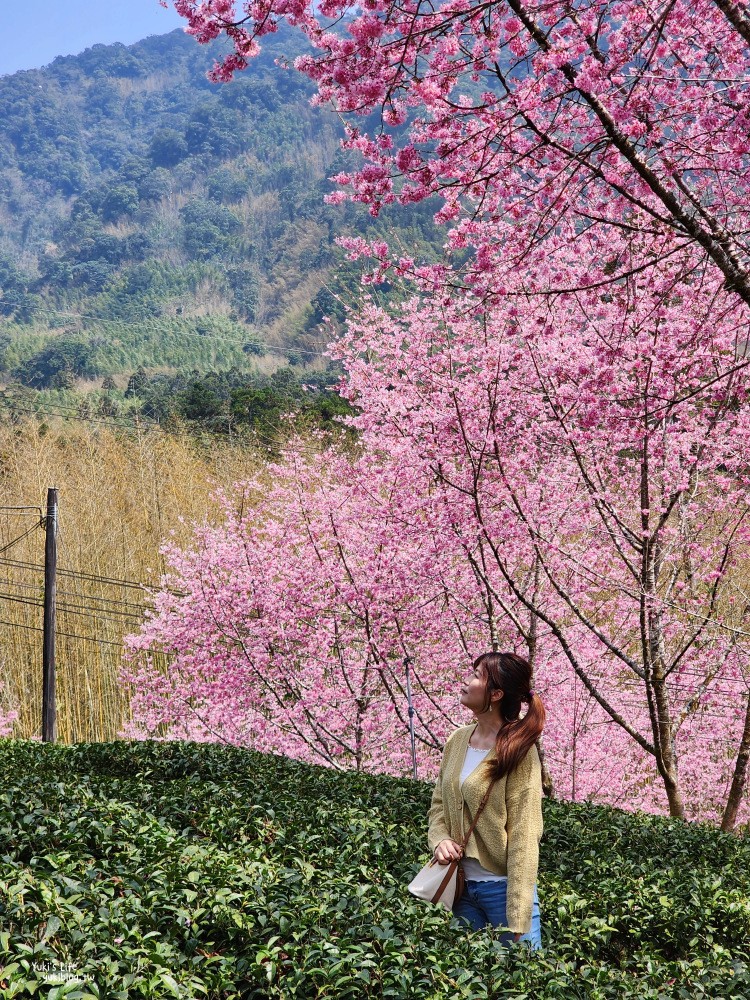 嘉義阿里山櫻花|中興製茶所|免費參觀,茶園與昭和櫻美景 - yuki.tw