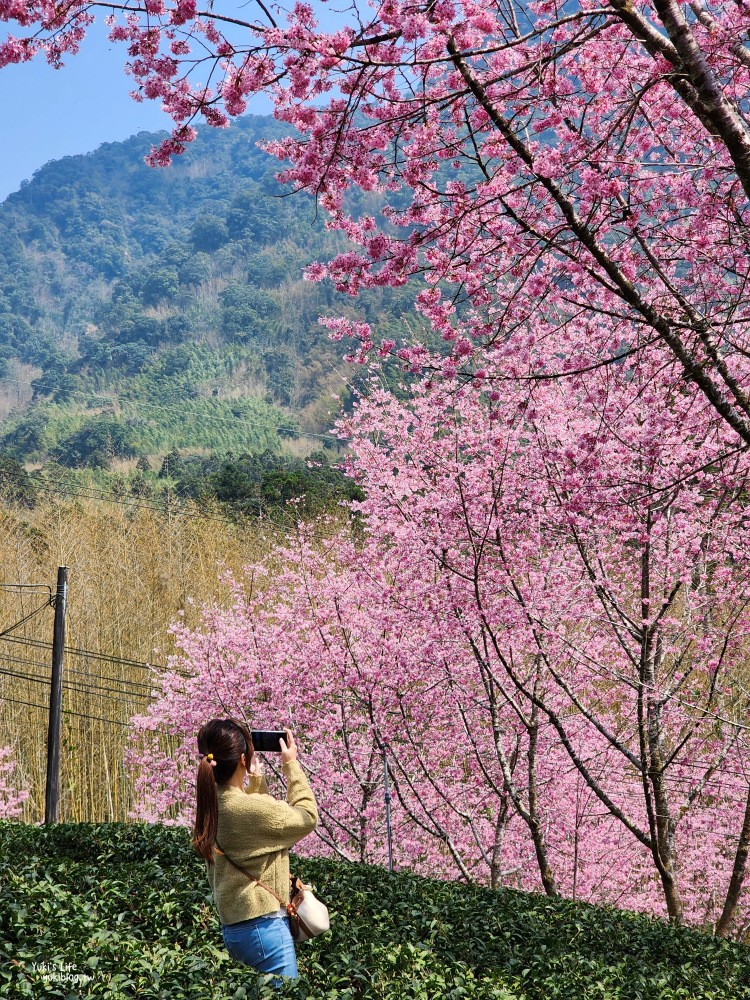 嘉義阿里山櫻花|中興製茶所|免費參觀,茶園與昭和櫻美景 - yuki.tw