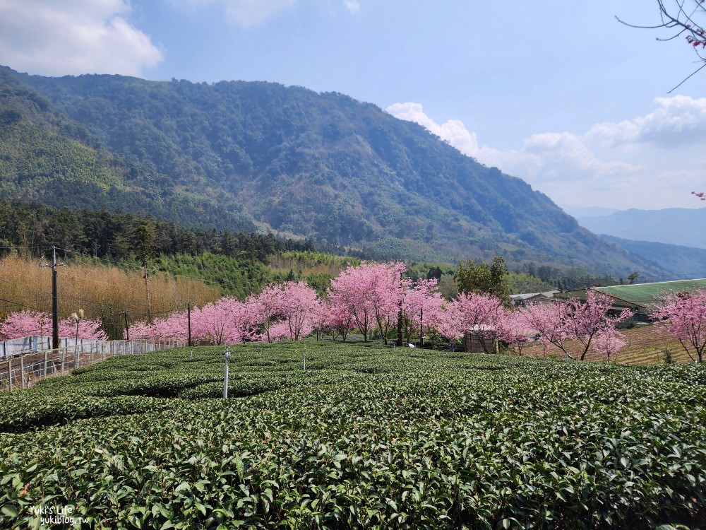 嘉義阿里山櫻花|中興製茶所|免費參觀,茶園與昭和櫻美景 - yuki.tw