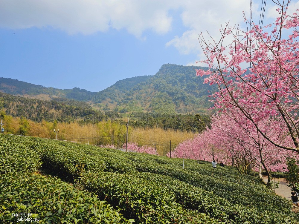 嘉義阿里山櫻花|中興製茶所|免費參觀,茶園與昭和櫻美景 - yuki.tw