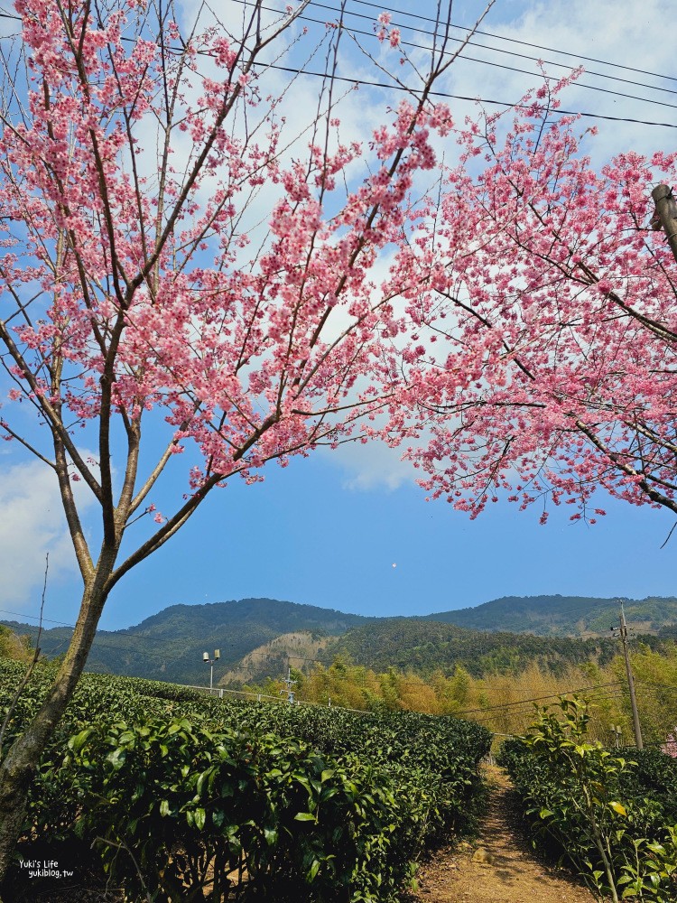 嘉義阿里山櫻花|中興製茶所|免費參觀,茶園與昭和櫻美景 - yuki.tw