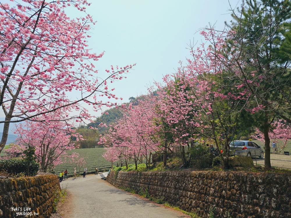 嘉義阿里山櫻花|中興製茶所|免費參觀,茶園與昭和櫻美景 - yuki.tw