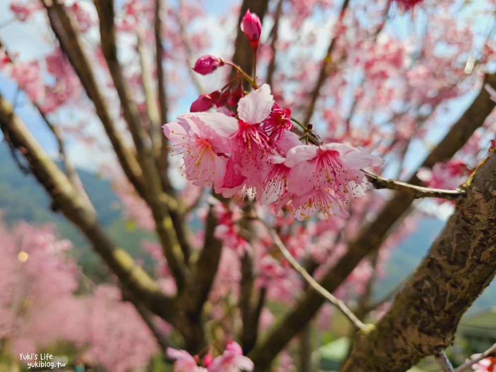 嘉義阿里山櫻花|中興製茶所|免費參觀,茶園與昭和櫻美景 - yuki.tw