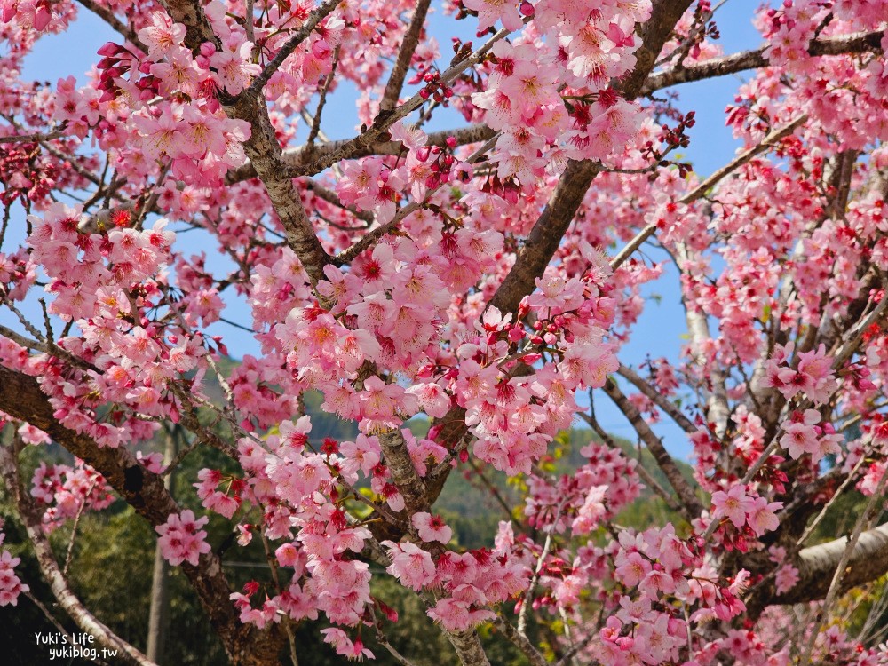 嘉義阿里山櫻花|中興製茶所|免費參觀,茶園與昭和櫻美景 - yuki.tw