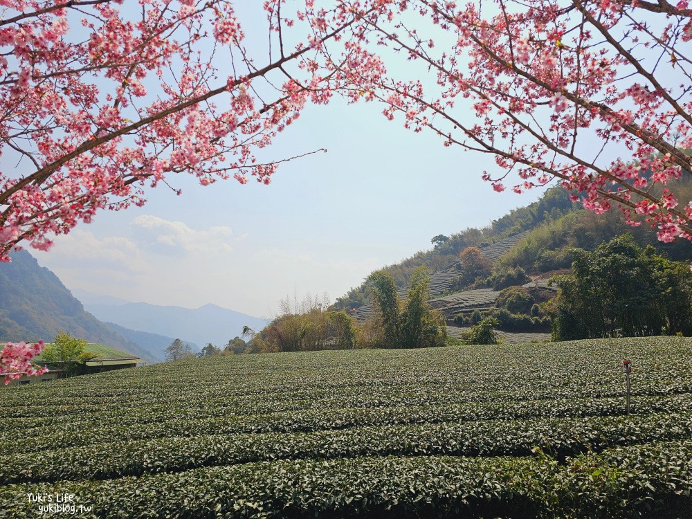 嘉義阿里山櫻花|中興製茶所|免費參觀,茶園與昭和櫻美景 - yuki.tw