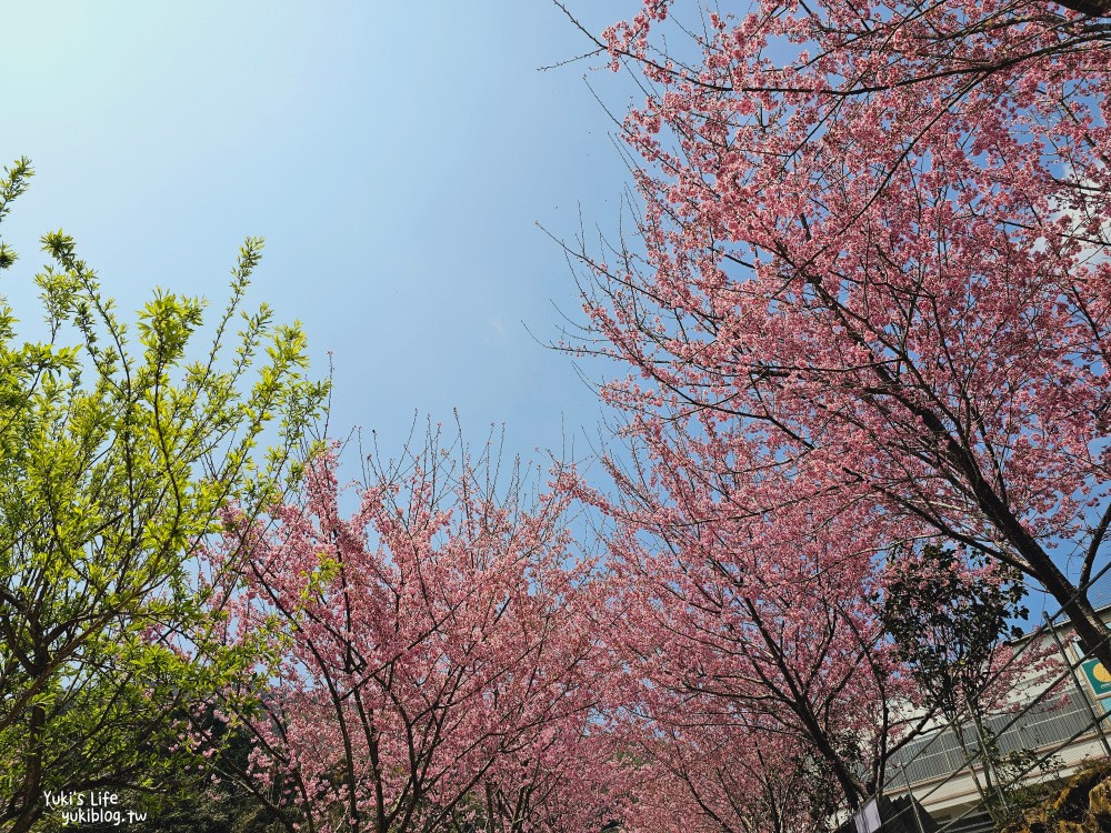 嘉義阿里山櫻花|中興製茶所|免費參觀,茶園與昭和櫻美景 - yuki.tw