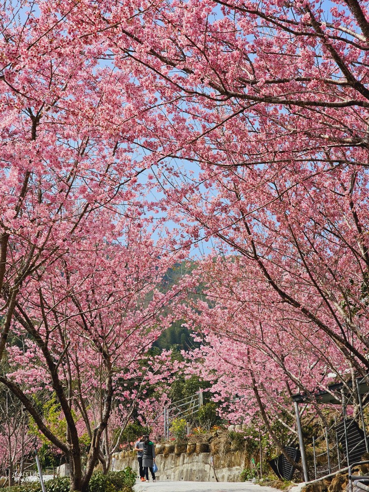 嘉義阿里山櫻花|中興製茶所|免費參觀,茶園與昭和櫻美景 - yuki.tw